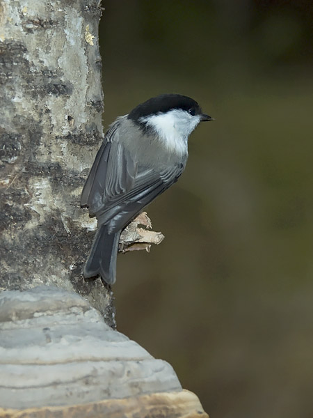 Hömötiainen, Willow Tit, Poecile montanus
